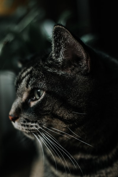 黑色和灰色的猫

